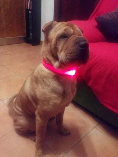 Nylon LED Pet Dog Collar Dogs Luminous Fluorescent Collars Pet Supplies Night Safety Flashing Glow In The Dark Dog Leash - Nunu Pets