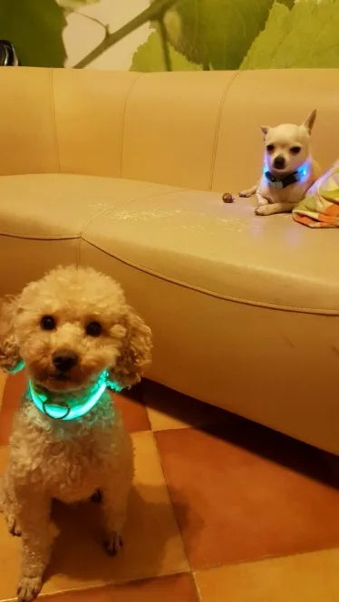 Nylon LED Pet Dog Collar Dogs Luminous Fluorescent Collars Pet Supplies Night Safety Flashing Glow In The Dark Dog Leash - Nunu Pets